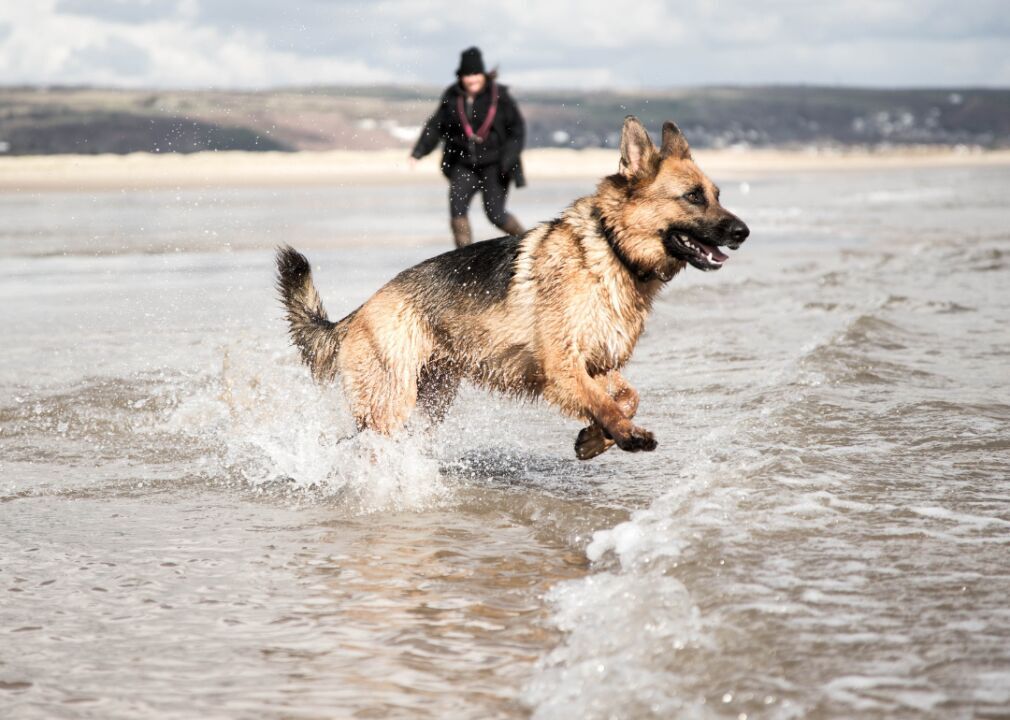 #4. German shepherds